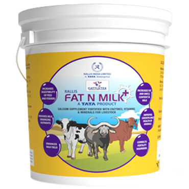 Fat N Milk + Fat N Milk +