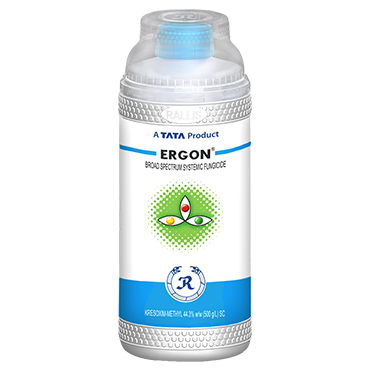 Ergon